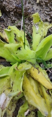 Pinguicula longifolia
