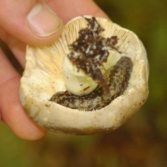 Philomycus flexuolaris