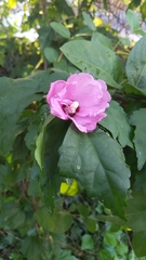 Hibiscus syriacus
