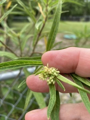 Asclepias perennis