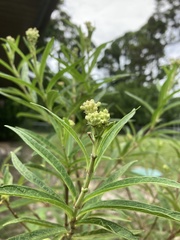 Asclepias perennis