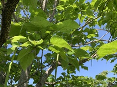 Angiospermae
