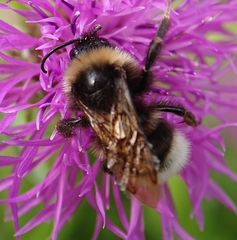 Bombus vestalis