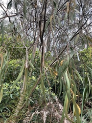 Amyema pendula