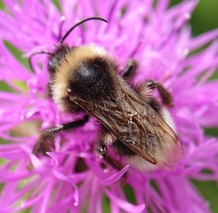 Bombus vestalis