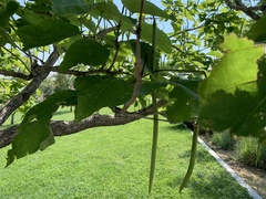 Angiospermae