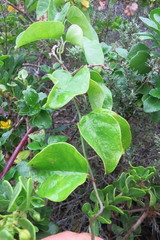 Vincetoxicum cordatum