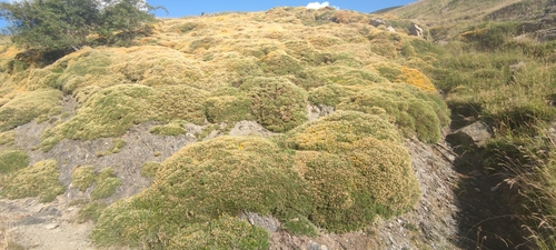 Image of Echinospartum horridum by (c) Santiago Martín-Bravo, some rights reserved (CC BY)