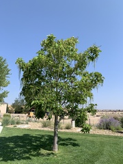 Angiospermae