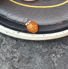 Harmonia axyridis