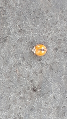 Harmonia axyridis