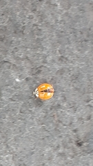 Harmonia axyridis