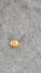 Harmonia axyridis