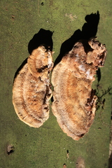 Steccherinum rawakense