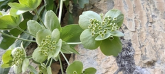 Bupleurum angulosum