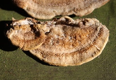 Steccherinum rawakense