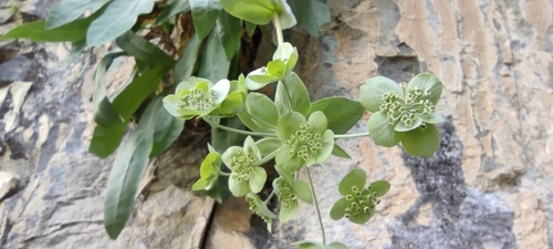 Image of Bupleurum angulosum by (c) Santiago Martín-Bravo, some rights reserved (CC BY)