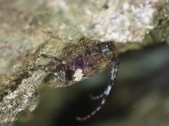 Aegomorphus quadrigibbus