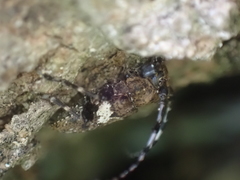 Aegomorphus quadrigibbus