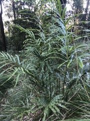Pteris umbrosa
