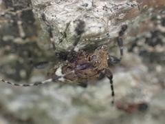 Aegomorphus quadrigibbus