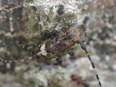 Aegomorphus quadrigibbus