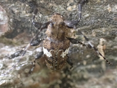 Aegomorphus quadrigibbus