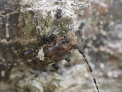 Aegomorphus quadrigibbus