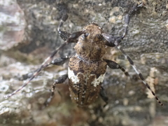 Aegomorphus quadrigibbus