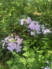 Phlox maculata