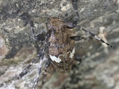 Aegomorphus quadrigibbus