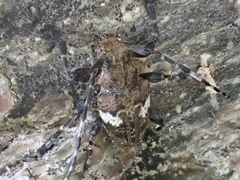 Aegomorphus quadrigibbus