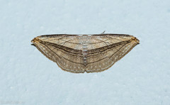 Arcobara tergeminaria
