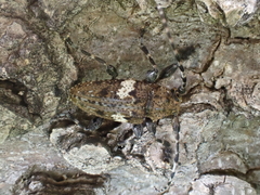 Aegomorphus quadrigibbus