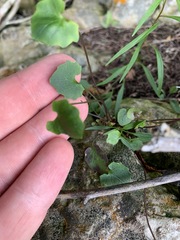 Cymbalaria muralis