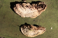 Steccherinum rawakense