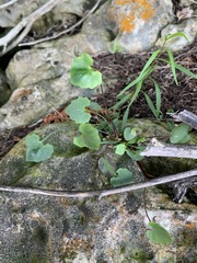Cymbalaria muralis