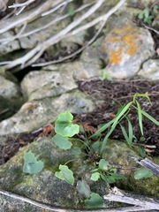 Cymbalaria muralis