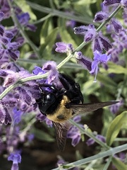 Xylocopa virginica