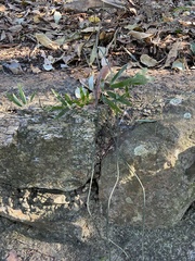 Geitonoplesium cymosum