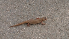 Lissotriton