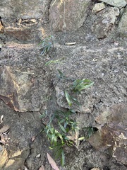 Geitonoplesium cymosum