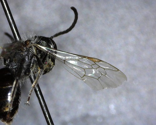 iNaturalist observation photo of Mining Bees