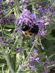 Xylocopa virginica