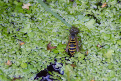 Vespula vulgaris