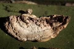 Steccherinum rawakense