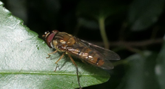Episyrphus balteatus