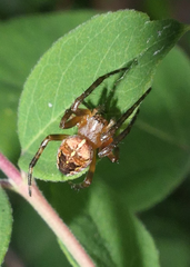 Araneus diadematus