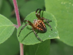 Araneus diadematus