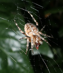 Araneus diadematus